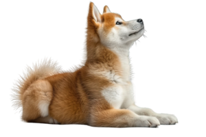 AI generated Side view golden Akita Inu Dog Isolated on Transparent Background ,generative ai png