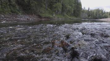 dichtbij omhoog van de verkoudheid en vers rivier- met steenachtig bodem Aan groen Woud achtergrond. voorraad filmmateriaal. Doorzichtig rivier, zomer Woud stroom vloeiende snel. video