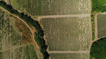 aérien Haut vue de en volant drone de une terre avec semé vert des champs dans campagne dans printemps journée. tir. terre avec grandi les plantes près vert des arbres. video