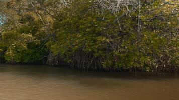 primero persona ver desde el barco flotante en el río mediante manglares en el salvaje tropical selva. acción. verde arbustos y arboles y sucio río. video