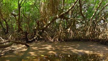 River in rainforest of Australia. Action. Calm river and jungles in hot summer region. video