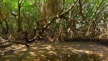 rivière dans forêt tropicale de Australie. action. calme rivière et jungles dans chaud été région. video