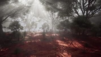 un denso y místico bosque envuelto en grueso niebla video