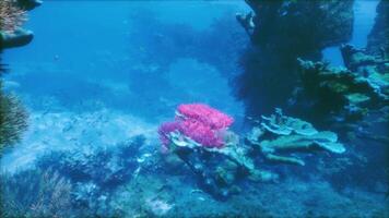 uma coral recife com uma variedade do corais e esponjas video