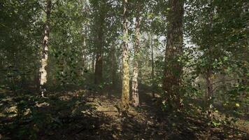 un' denso betulla foresta con alto alberi e luce del sole filtraggio attraverso il le foglie video