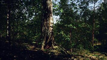 uma majestoso bétula árvore em pé alta dentro a coração do uma sereno floresta video