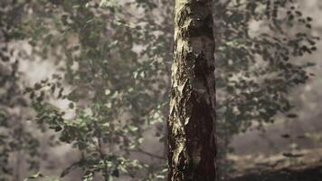 une arbre dans le milieu de une forêt video