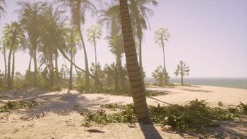 A beach with palm trees and the ocean in the background video