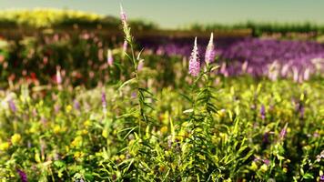 en färgrik fält fylld med vibrerande lila och gul blommor video