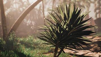 een palm boom in de midden- van een Woud video