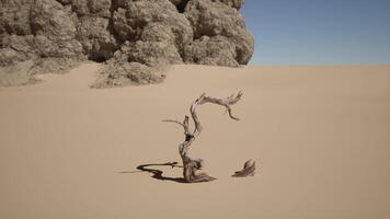 A dead tree in the middle of a desert video