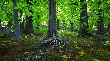 uma denso floresta com alta árvores e luz solar filtrando através a galhos video