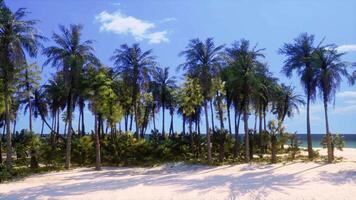 A tropical paradise beach with palm trees and crystal clear ocean waters video