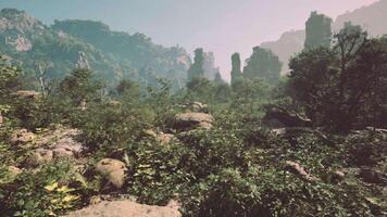 un imagen de algunos rocas y plantas en el bosque video