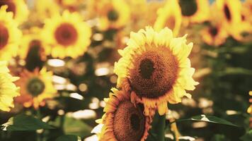 un maravilloso campo de girasoles debajo el brillante Dom video