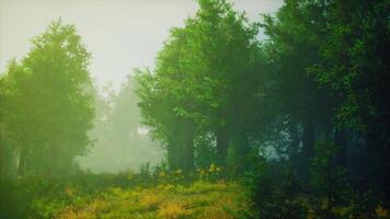 un' nebbioso foresta con un' denso baldacchino di alberi video