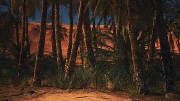 A majestic group of palm trees standing tall in the arid desert landscape video