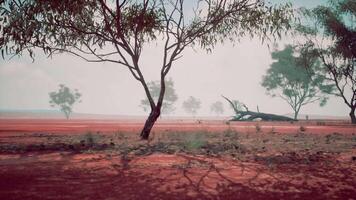 A serene field with a cluster of majestic trees in the center video