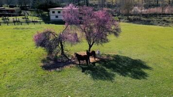 vrij paarden dat wandelen door de velden video