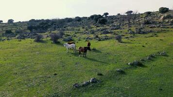 free horses that walk through the fields video