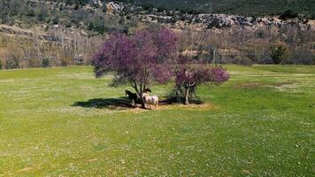 free horses that walk through the fields video