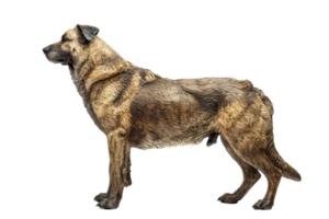 AI generated Shepherd Dog On Transparent Background. png