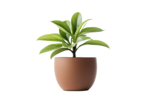 AI generated Botanical Elegance on a Clean Canvas On Transparent Background png