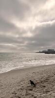 sea waves on shore beach background. Cloudy weather and birds video