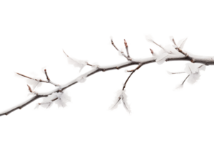 AI generated Twig in Frost on Transparent Background. png