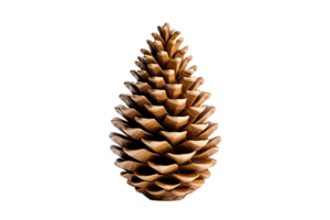 AI generated Tree Cone on Transparent Background. png