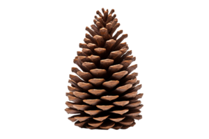 AI generated Tree Cone Design on Transparent Background. png