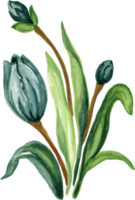 Isolated watercolor Foliage leaf flower spring tulips field png