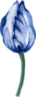 isoliert Aquarell Laub Blatt Blume Frühling Tulpen Feld png