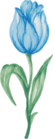 Isolated watercolor Foliage leaf flower spring tulips field png