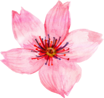 fleur de cerisier sakura png