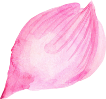 Sakura Kirschblüte png