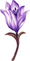 isolato acquerello fogliame foglia fiore primavera tulipani campo png