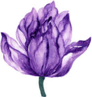 Elemente botanisch Wiese Feld Blume Tulpen png