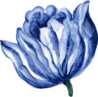 Elemente botanisch Wiese Feld Blume Tulpen png