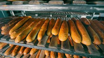 productie van brood in een bakkerij. lang broden liggen Aan de schappen van rekken video