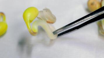 Study of plant diseases in the laboratory. Close-up of a sprouted grain held by a researcher with tweezers. video