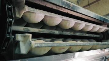 Loaf of bread on the production line in the baking industry. Baking bread. Bakery factory conveyor. video