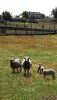 verticaal video van schapen familie