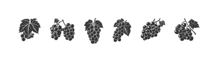 Branch with grape silhouette icon set. Vector illustration design.