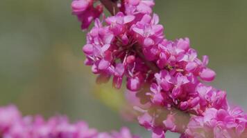 Judas Tree In Blossom. The Deep Pink Flowers. It Is Native To Southern Europe And Western Asia. Close up. video