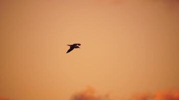 une troupeau de mouettes mouche dans chaud le coucher du soleil ciel plus de le océan. silhouettes de mouettes en volant dans lent mouvement avec le mer dans le Contexte à le coucher du soleil. soir. personne. liberté concept. video