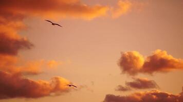 un rebaño de gaviotas mosca en calentar puesta de sol cielo terminado el océano. siluetas de gaviotas volador en lento movimiento con el mar en el antecedentes a puesta de sol. noche. nadie. libertad concepto. video