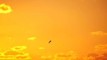 un' gregge di gabbiani volare nel caldo tramonto cielo al di sopra di il oceano. sagome di gabbiani volante nel lento movimento con il mare nel il sfondo a tramonto. sera. nessuno. la libertà concetto. video