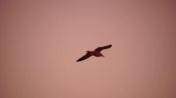 mouette oiseau en volant plus de chaud mer océan à le coucher du soleil. oiseau est gracieusement glissement par air, avec ailes propager large. silhouettes de mouettes en volant dans lent mouvement. soir. personne. liberté concept. video