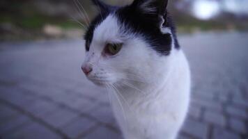 uma fofa feliz cinzento malhado gatinho mentiras e descansos em a chão do a parque dentro a raios do luz solar, parece às a Câmera, mexe Está orelhas e goza a manhã Sol. video